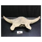 Bison Skull