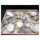 Shells