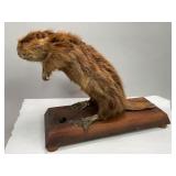 Taxidermy Beaver