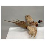 Taxidermy Pheasant