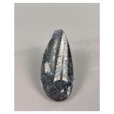 Polished Orthoceras Fossil Specimen