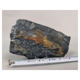 Fossil fern impressions in shale slab