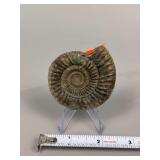 Ammonite Fossil Specimen Approx. 3'