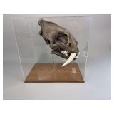 Saber Tooth Cat Skull With Case