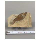 Knightia Fish in Limestone Slab
