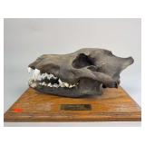 Dire Wolf Skull REPLICA