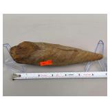 Dinosaur Tooth Triceratops 65 Million Years Old 7'x3'