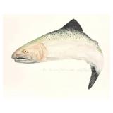 LARRY CRAWFORD-" JUMPING SALMON" MALE- LIMITED