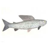 LARRY  CRAWFORD- " ARTIC GRAYLING"- LIMITED