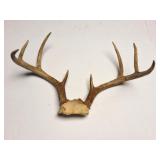 WHITE TAIL EUROPEAN MOUNT