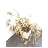 PALM TREE IN PLANTER - NEEDS A LITTLE WATER-