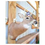 TAXIDERMY DEER