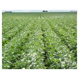 Farm Land Auction
