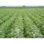 Farm Land Auction