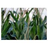 Farm Land Auction