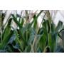 Farm Land Auction