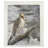 Print, Red Tailed Hawk, I H Farnsworth