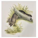 Print, The Fox and the Frog, I H Farnsworth