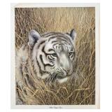 Print, White Bengal Tiger, I H Farnsworth