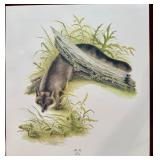 Print, The Fox and the Frog, I H Farnsworth