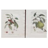 Artwork, Prints, Cherries / Pears