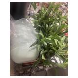 TRAY AND PLANTS