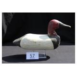 Canvasback Drake