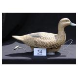 Pintail Hen