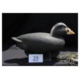 Surf Scoter