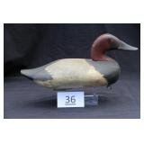 Canvasback Drake