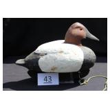 Canvasback Drake