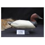 Canvasback Drake