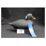 Surf Scoter Drake