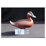 Ruddy Duck Drake