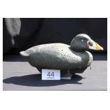 Surf Scoter Drake