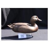 Mallard Drake
