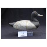 Bluebill Drake