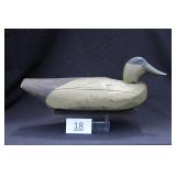 Eider Drake