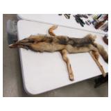 coyote pelt