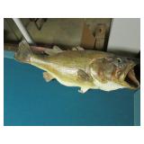 mounted fish