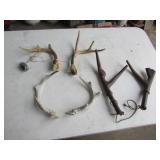deer antlers