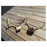 2 sets of deer antlers