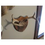 deer antlers