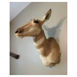 mounted antelope