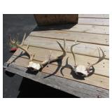 2 sets of deer antlers