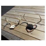 2 sets of deer antlers