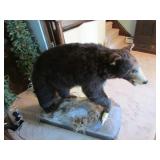full mount black bear w/northern pike