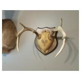 deer antlers