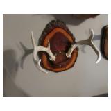 deer antlers