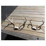 2 sets of deer antlers